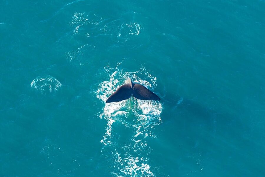 Kaikoura: Extended Flight Whale Watching & Mountain Tour - Is $236 a fair price?