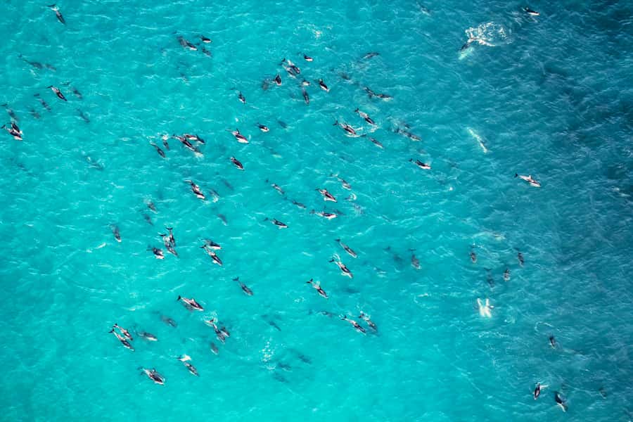 Kaikoura: Extended Flight Whale Watching & Mountain Tour - Who should book this Kaikōura flight?