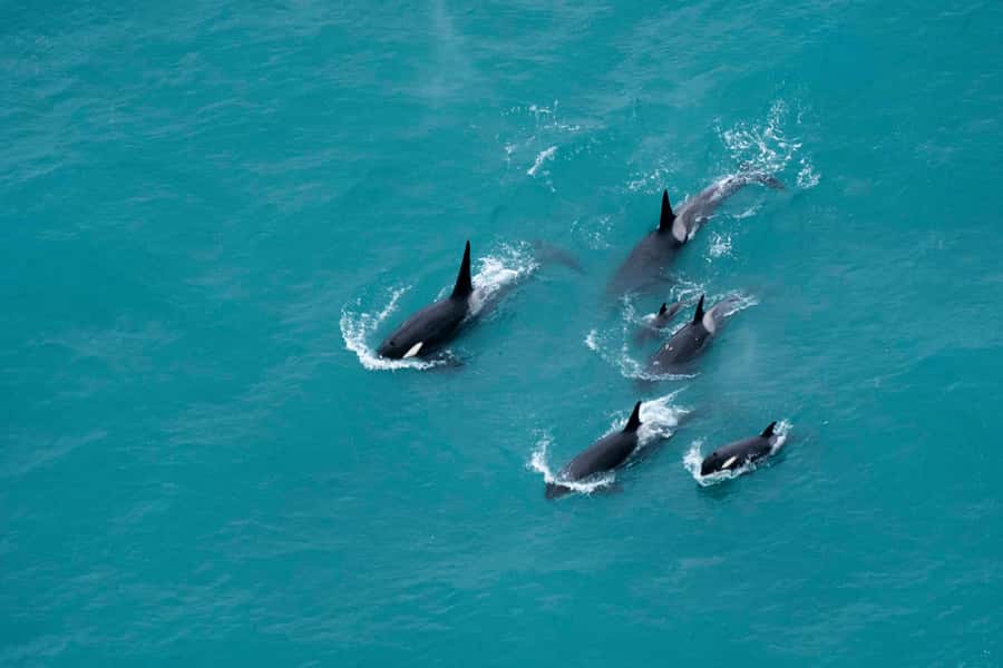 Kaikoura: Extended Flight Whale Watching & Mountain Tour - Starting at 617 State Highway 1 in Peketa