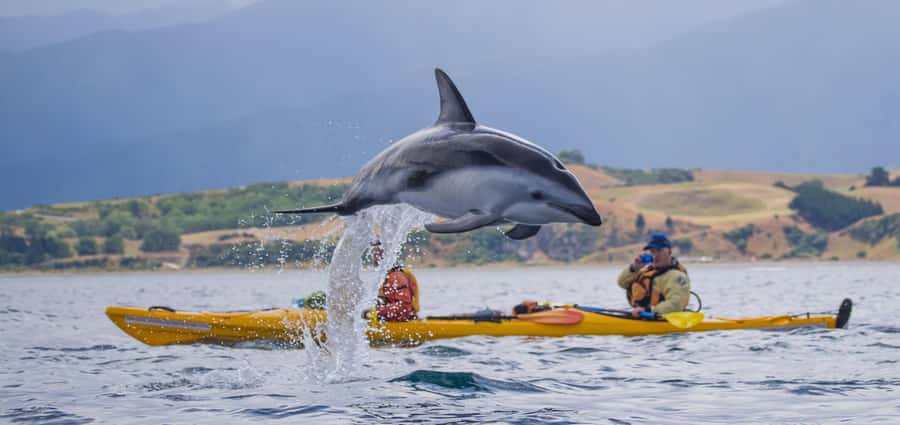Kaikoura: Half-Day Wildlife Kayaking Tour - Key points before you book
