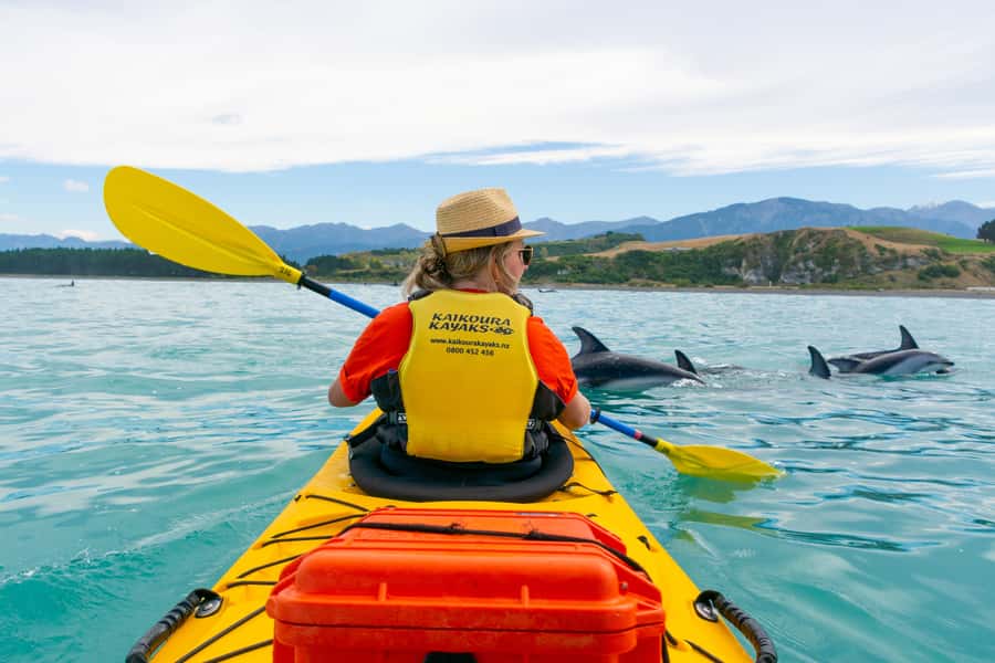 Kaikoura: Half-Day Wildlife Kayaking Tour - Why kayaking is a good fit for Kaikoura’s wildlife