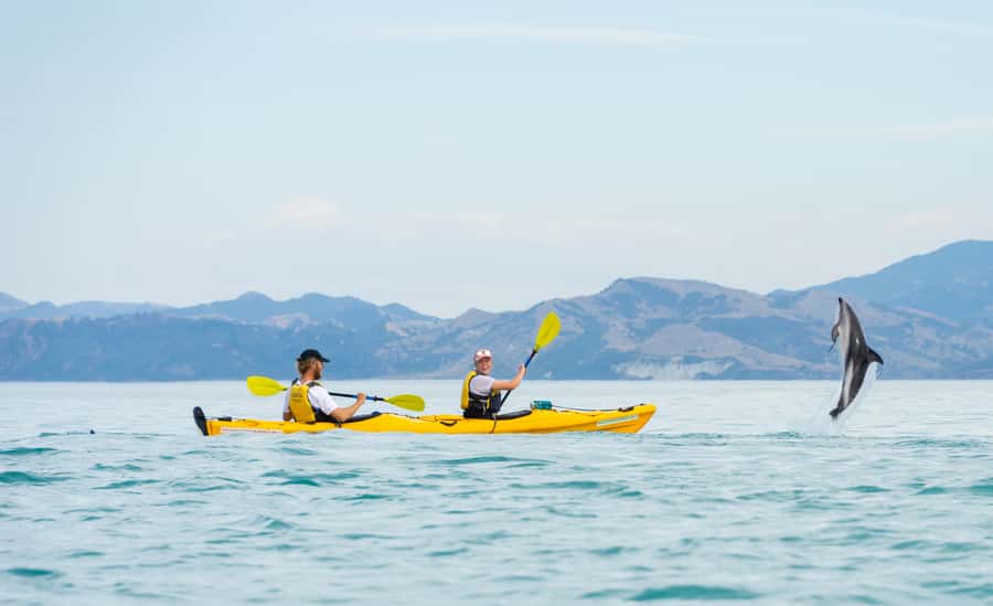 Kaikoura: Half-Day Wildlife Kayaking Tour - Watching fur seals from a kayak
