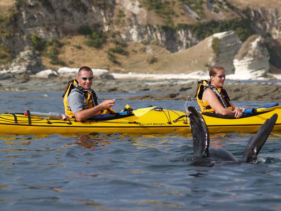 Kaikoura: Half-Day Wildlife Kayaking Tour - The chance of dolphins, penguins, and other wildlife