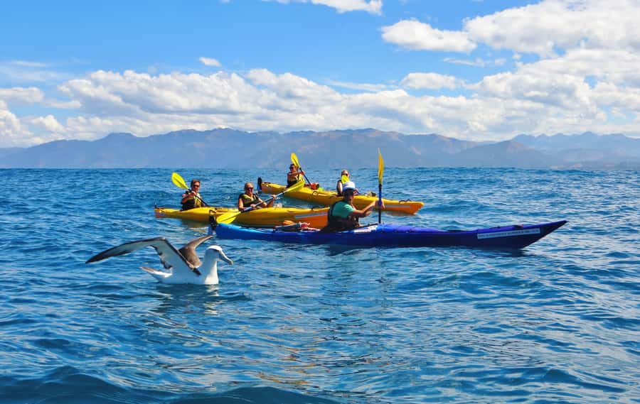 Kaikoura: Half-Day Wildlife Kayaking Tour - How demanding is the three-hour outing?