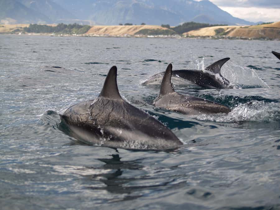 Kaikoura: Half-Day Wildlife Kayaking Tour - Safety, support, and group comfort