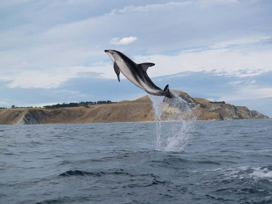 Kaikoura: Half-Day Wildlife Kayaking Tour - Timing, cancellation, and what to pack