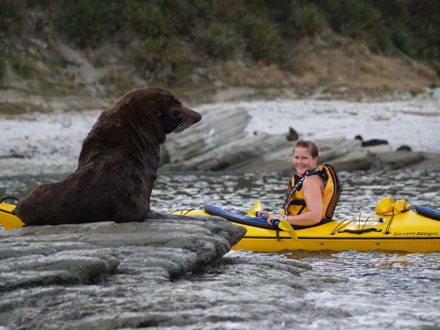 Kaikoura: Half-Day Wildlife Kayaking Tour - Meeting the guides and getting ready