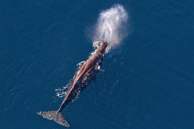 Kaikoura Helicopters Classic Whale Watch - Key points before you book