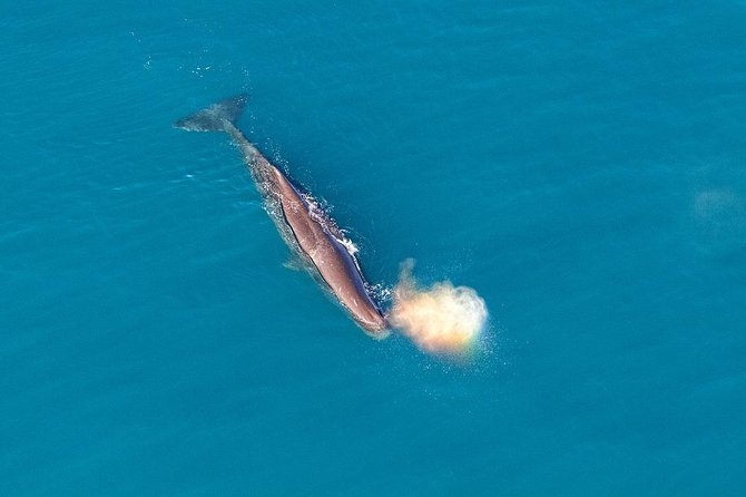Kaikoura Helicopters Classic Whale Watch - The wildlife you might see