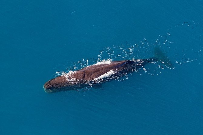 Kaikoura Helicopters Classic Whale Watch - Who will enjoy this most