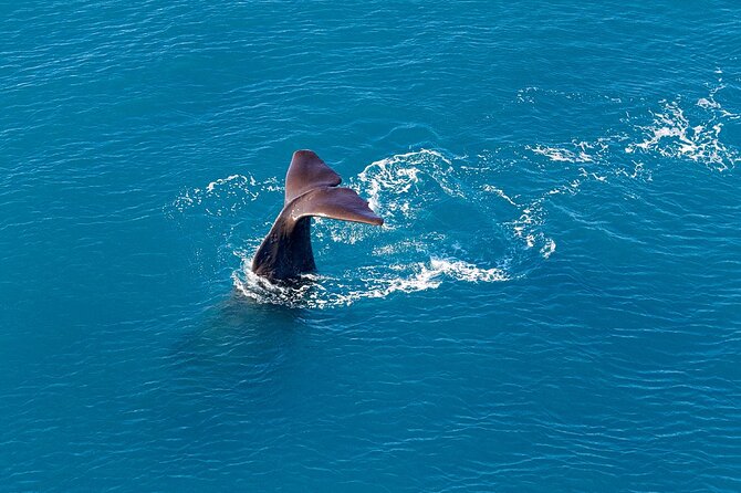 Kaikoura Helicopters Extended Whale Watch - Key points about the extended whale flight