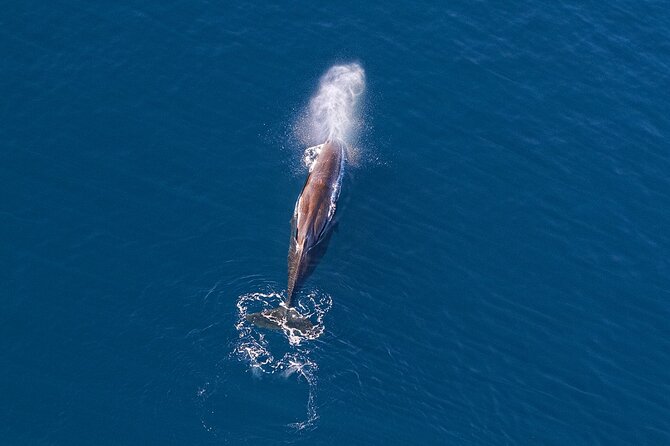 Kaikoura Helicopters Extended Whale Watch - Why Kaikōura works so well from the air