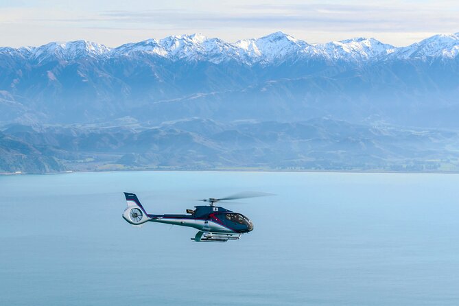 Kaikoura Helicopters Extended Whale Watch - Dolphins, seals, and passing baleen whales