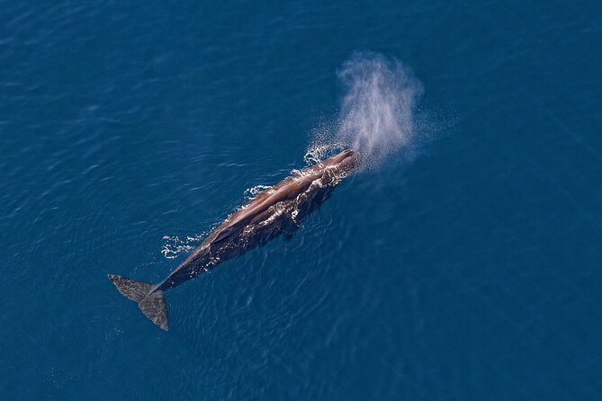Kaikoura Helicopters Top n Tail Whale Watch flight - From whale tail to mountain top