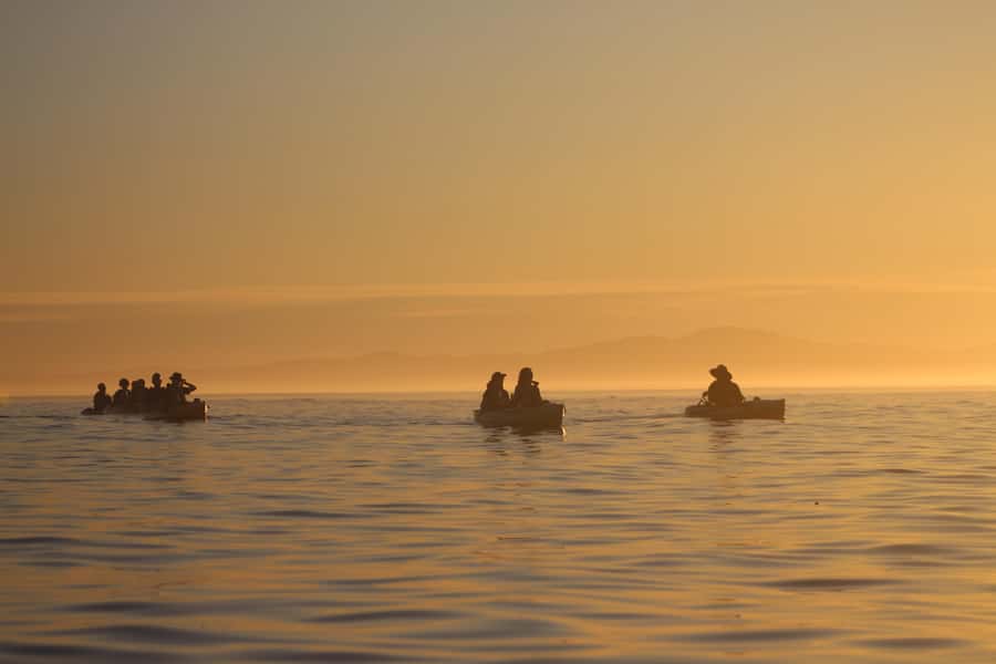 Kaikōura: Kayak Sunset Tour with Seal Sightings - Key points to know before you book