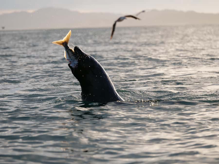Kaikōura: Kayak Sunset Tour with Seal Sightings - Why Kaikōura works so well at sunset