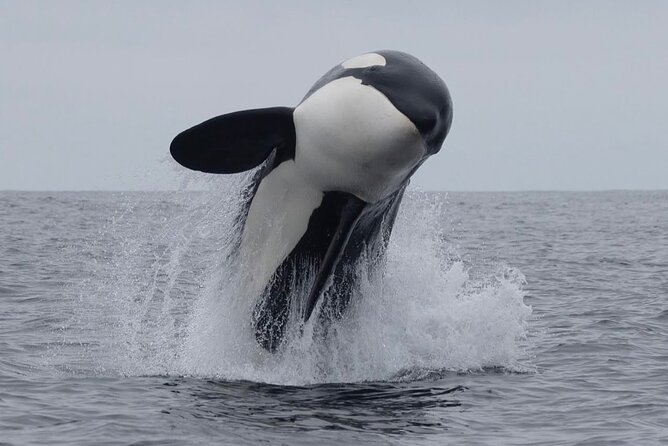 Kaikoura Private Whale Watching Day Trip from Christchurch - Key points at a glance