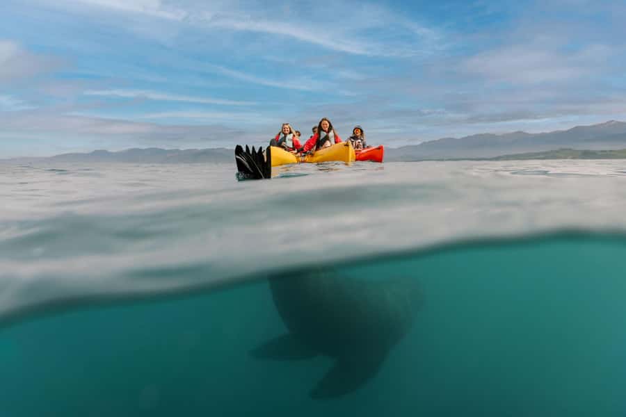 Kaikoura: Seal-Watching Pedal Kayak Tour - Why pedal kayaks work so well for Kaikoura wildlife