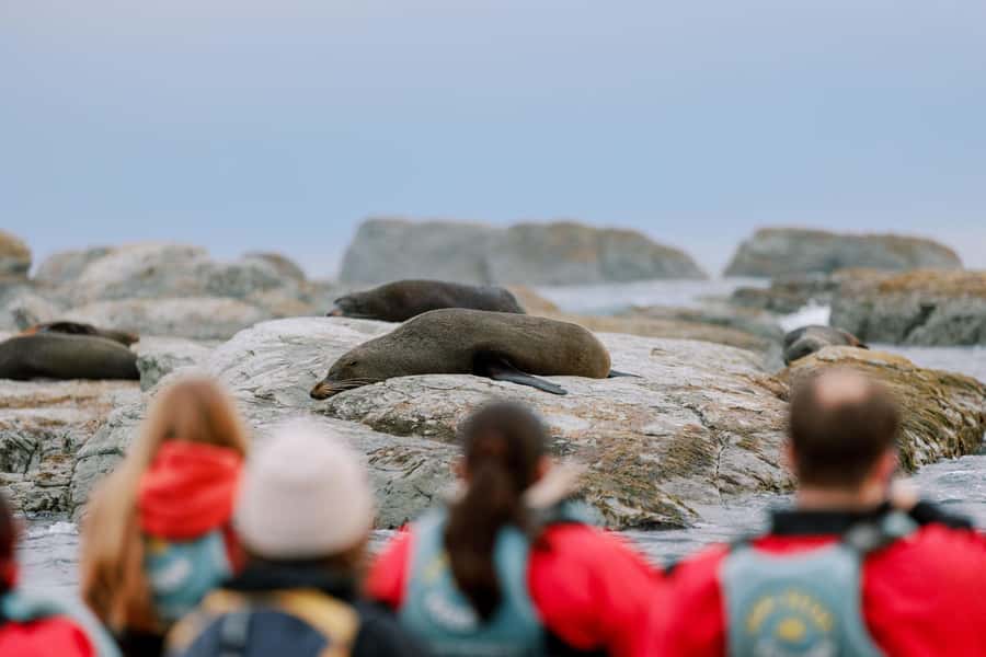 Kaikoura: Seal-Watching Pedal Kayak Tour - Two hours around the Kaikoura Peninsula