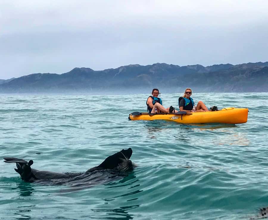 Kaikoura: Seal-Watching Pedal Kayak Tour - Guides who make the difference