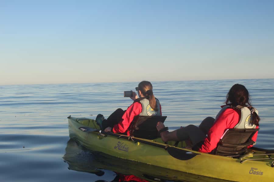 Kaikoura: Seal-Watching Pedal Kayak Tour - What the $83 price buys you