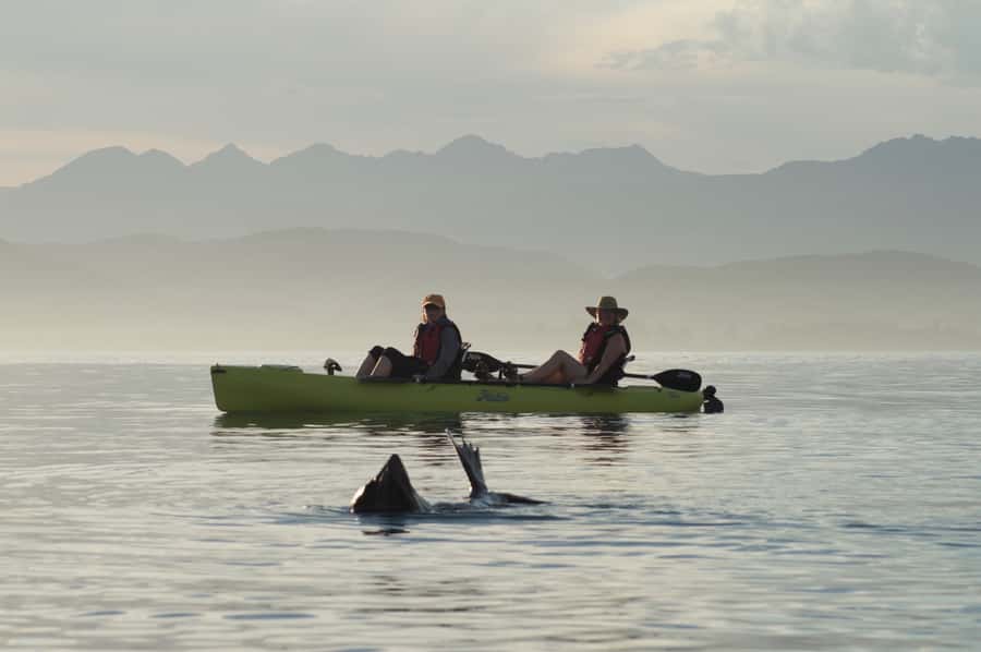 Kaikoura: Seal-Watching Pedal Kayak Tour - Meeting at 18 Beach Road
