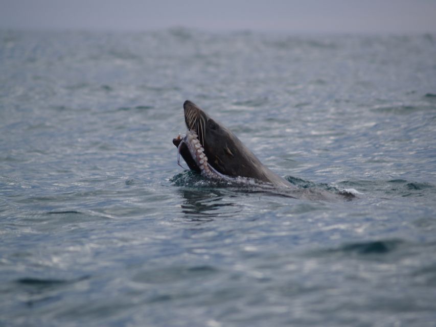 Kaikoura: Sunset Evening Kayaking Tour - Should you book it?