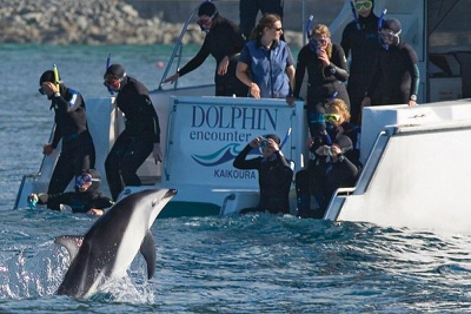 Kaikoura Swim with Dolphins Tour from Christchurch - Key points at a glance