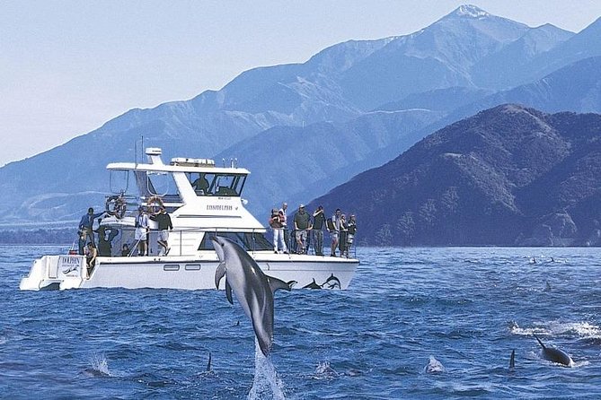 Kaikoura Swim with Dolphins Tour from Christchurch - Why Kaikoura is such a good place for a dolphin swim