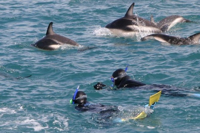Kaikoura Swim with Dolphins Tour from Christchurch - Swimming with wild dusky dolphins