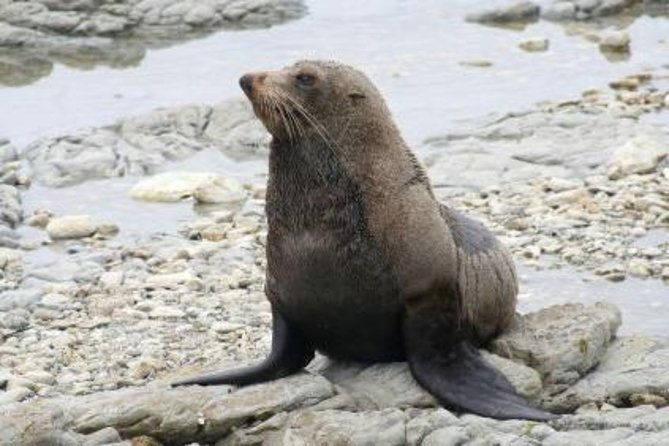 Kaikoura Swim with Dolphins Tour from Christchurch - What the day feels like from start to finish