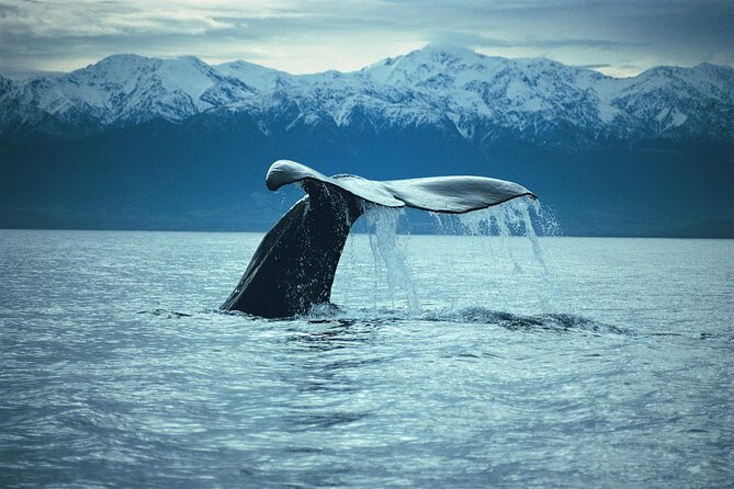 Kaikoura Whale and Dolphin Overnight Tour from Christchurch - Your night in Kaikoura