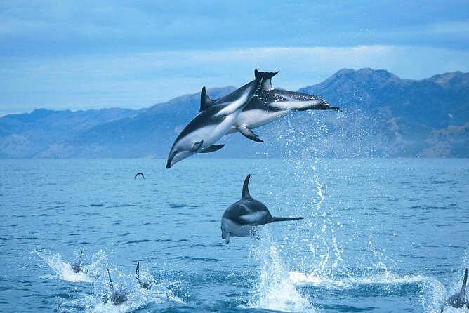 Kaikoura Whale and Dolphin Overnight Tour from Christchurch - Kaikoura’s whales from the water