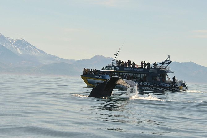 Kaikoura Whale Watch Day Tour from Christchurch - The 7:00 am departure from Christchurch