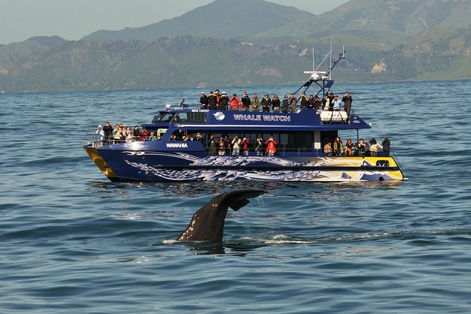 Kaikoura Whale Watch Day Tour from Christchurch - Lunch and free time in Kaikoura