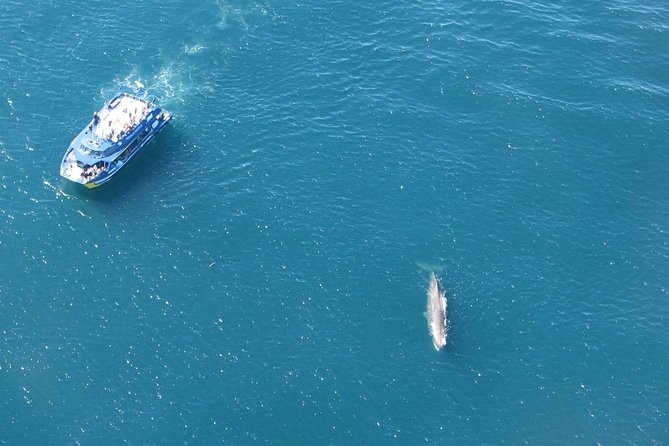Kaikoura Whale Watch Day Tour from Christchurch - The possible North Canterbury wine stop