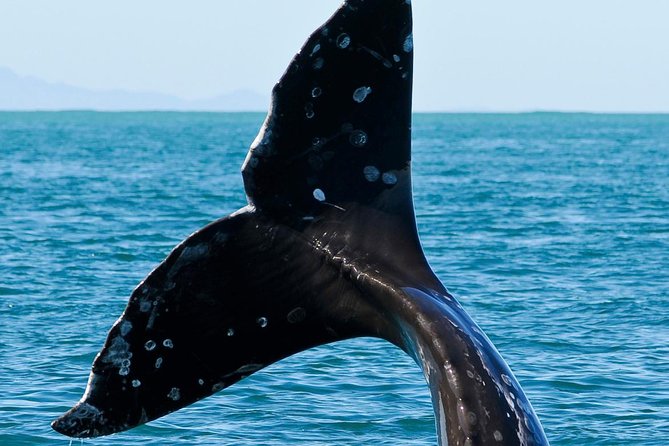 Kaikoura Whale Watch Day Tour from Christchurch - What the $229.61 price really covers