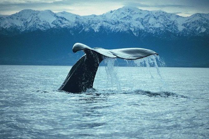 Kaikoura Whale Watch Day Tour from Christchurch - The North Canterbury drive to Kaikoura