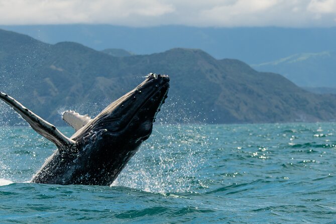Kaikoura Whale Watch Tour from Christchurch - Small Group - Leaving Christchurch at 7:30 in the morning