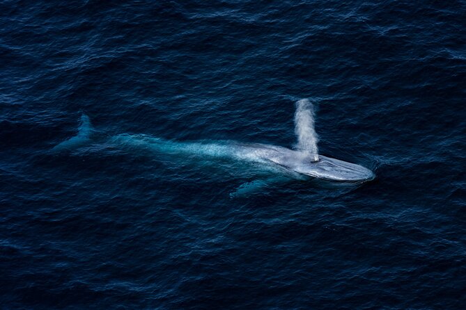 Kaikōura Whale Watching - 1hr 20min Ultimate Adventure - The first 80 minutes over the Whale Sanctuary