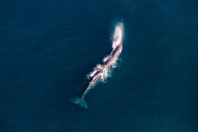Kaikōura Whale Watching - 1hr 20min Ultimate Adventure - Is $977.40 a fair price?