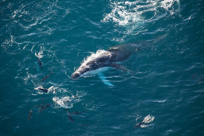 Kaikoura Whale Watching - 45 Minute Ocean Safari - Why Kaikōura works so well from the air