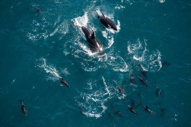 Kaikoura Whale Watching - 45 Minute Ocean Safari - The remote hilltop landing