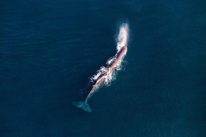 Kaikoura Whale Watching - 45 Minute Ocean Safari - Is $511.97 a fair price?