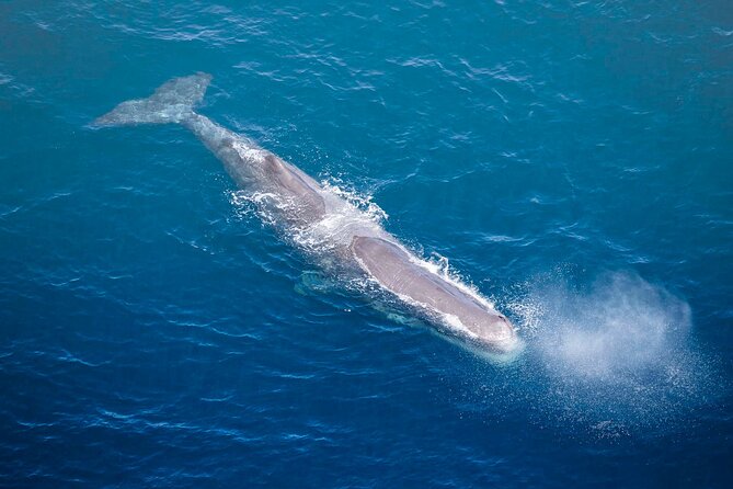 Kaikoura Whale Watching - 45 Minute Ocean Safari - From Peketā to the Pacific