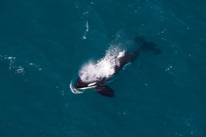 Kaikōura Whale Watching and Scenic Landing - 1hr Premier Tour - A One-Hour Flight With a Mountain Landing