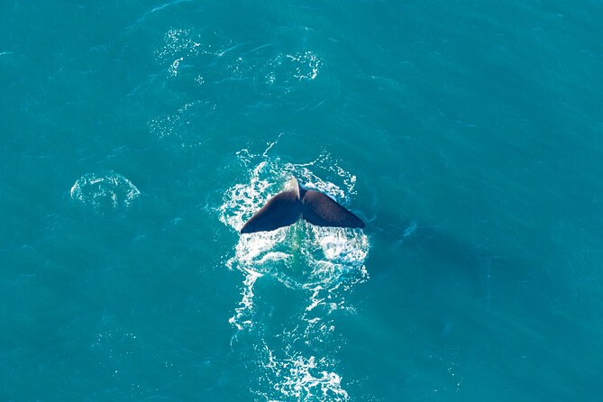 Kaikōura Whale Watching and Scenic Landing - 1hr Premier Tour - Assessing the $822.26 Price
