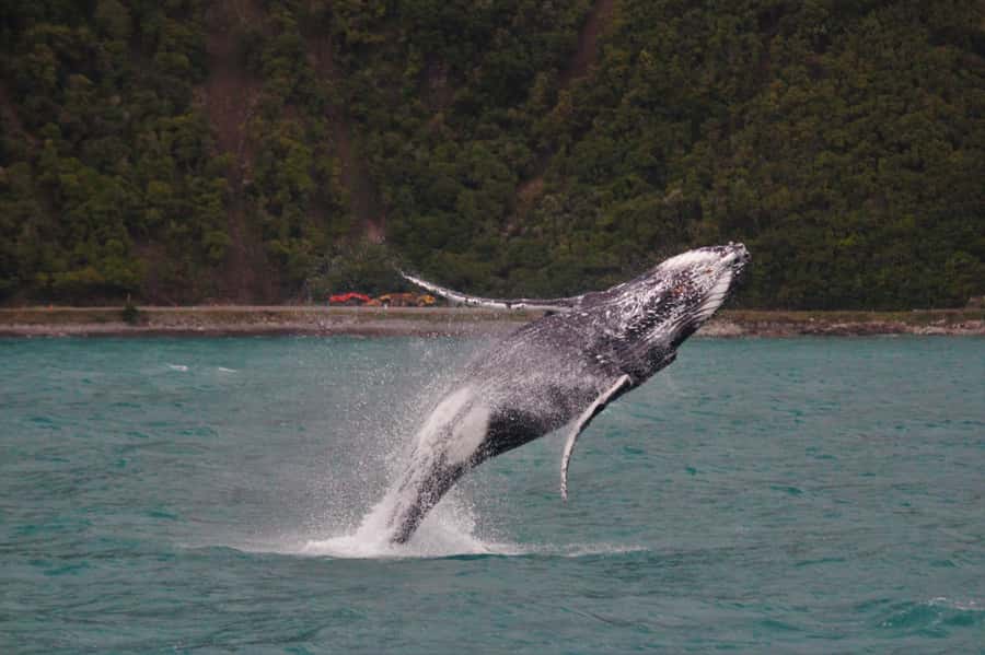 Kaikoura: Whale Watching Cruise - Key points to know before booking