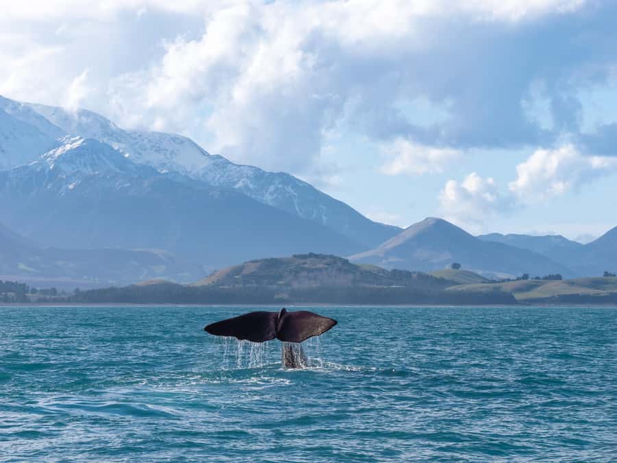 Kaikoura: Whale Watching Cruise - Should you book the Kaikoura whale cruise?