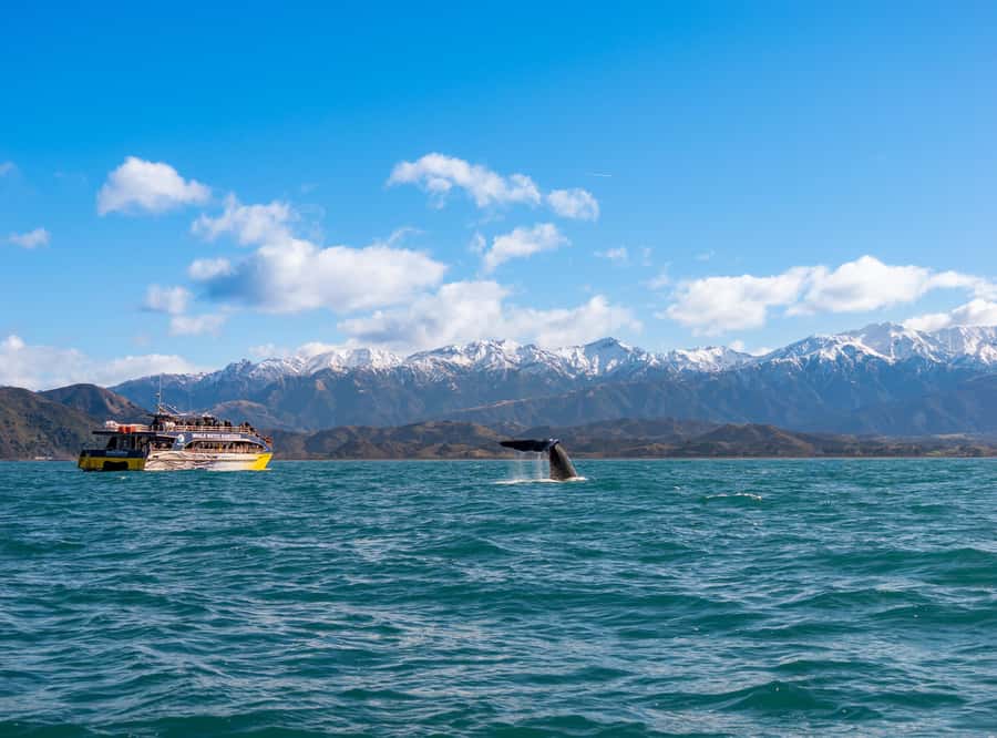 Kaikoura: Whale Watching Cruise - A modern catamaran with room to spread out